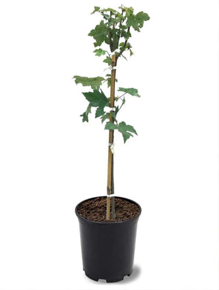 Autumn Blaze Maple Tree