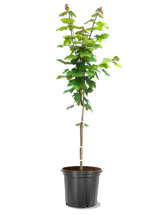 Autumn Blaze Maple Tree