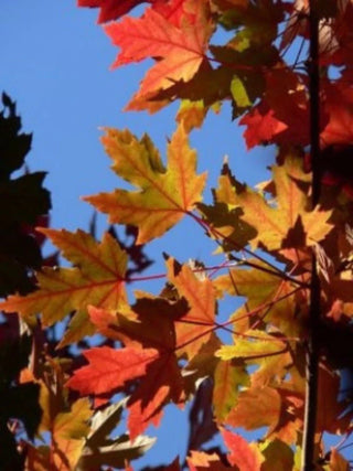 Autumn Blaze Maple Trees