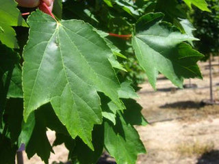 Brandywine Maple Trees