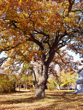 Bur Oak Tree