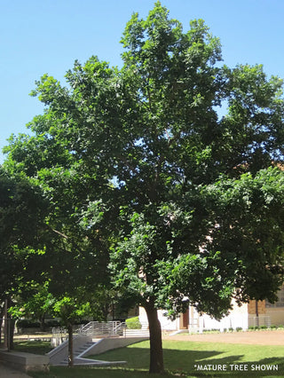 Bur Oak Trees