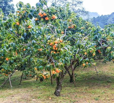 American Persimmon Trees