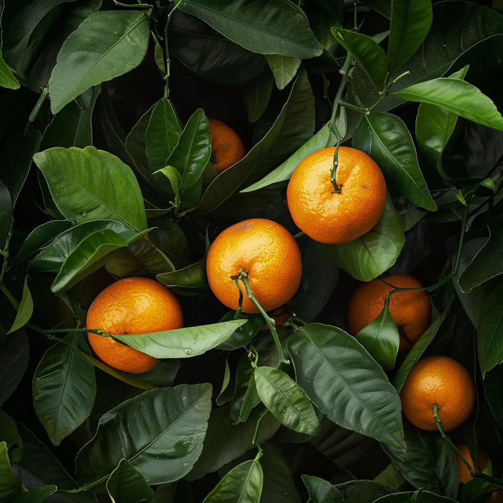 A Cluster of Ripe Nules Clementine growing on a tree with green leaves