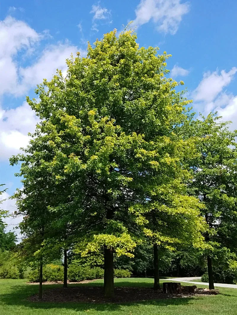 Pin Oak Tree
