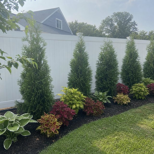 Evergreen Trees