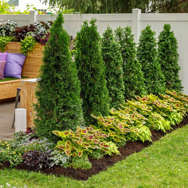 Evergreen Trees