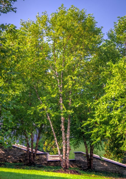 Heritage River Birch Trees