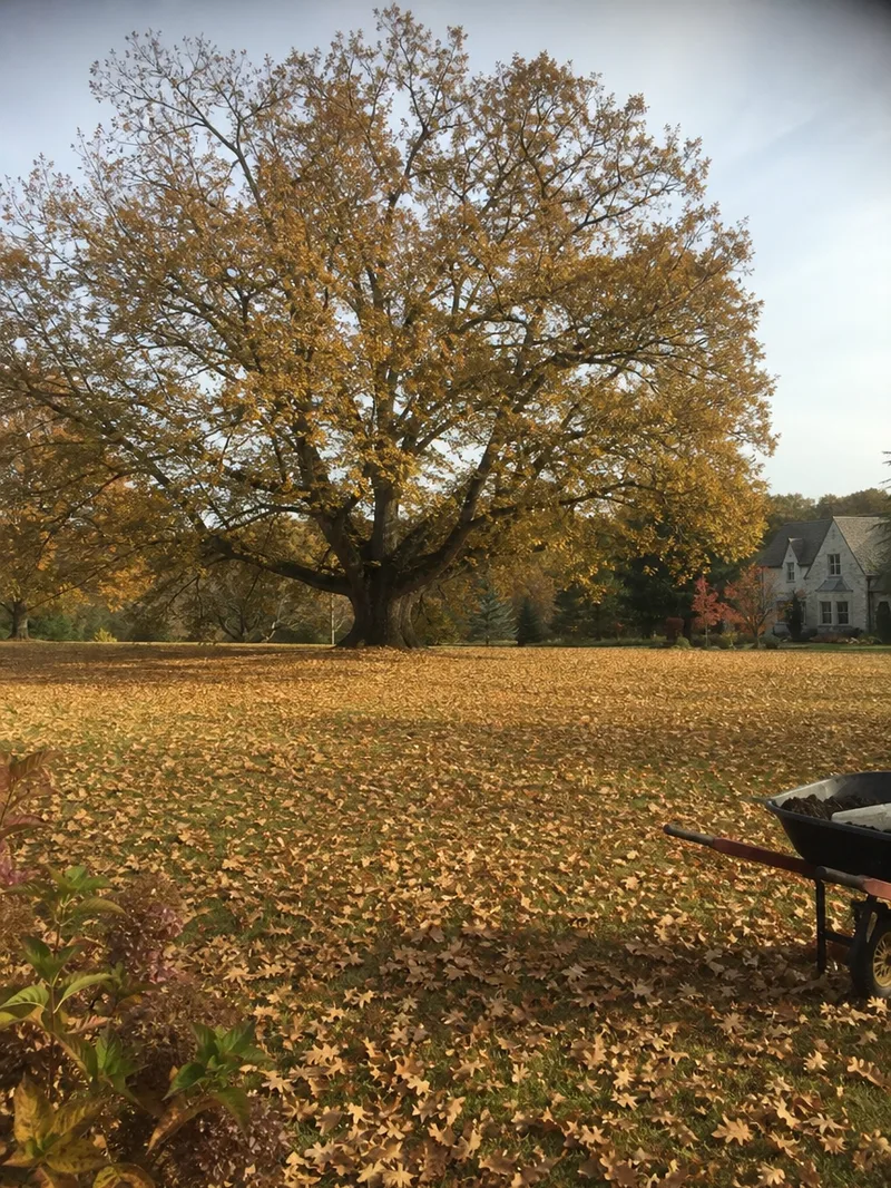 Shade Trees