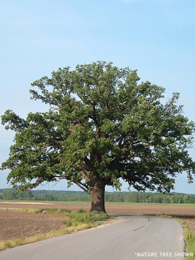 Bur Oak Tree