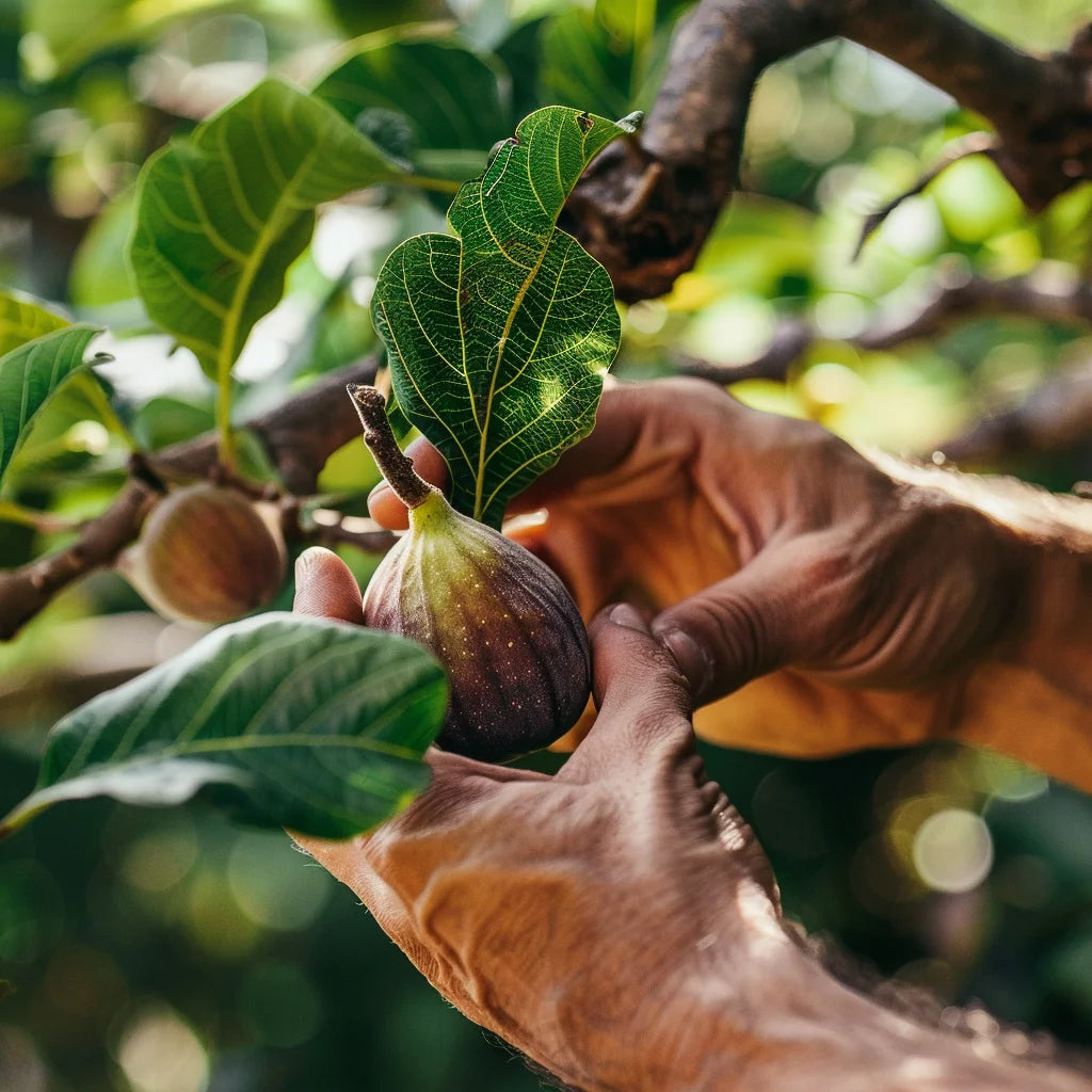 Hand picking a brown turkey fig from a tree.