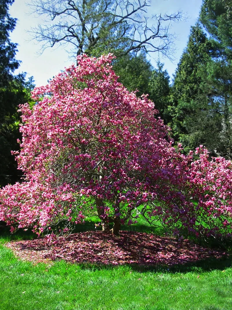 Ann Magnolia Tree