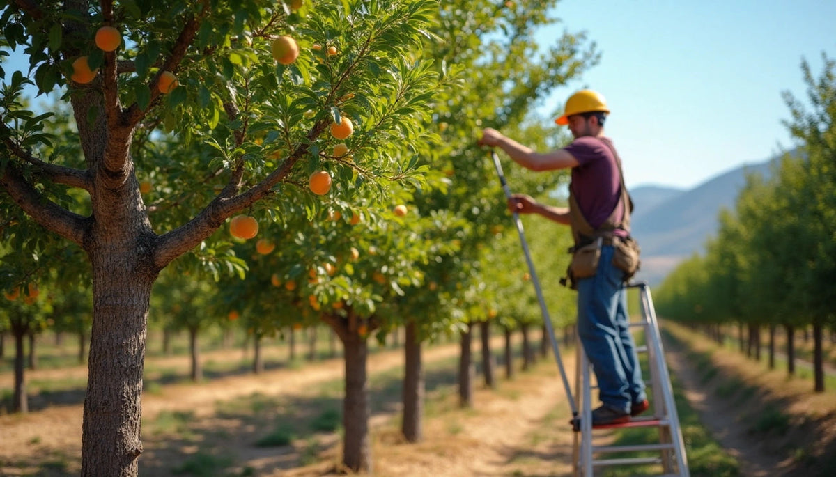 How to Prune Apricot Trees in California: A Season-by-Season Guide