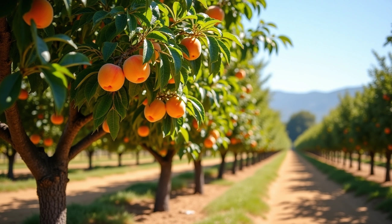 When to Fertilize California Apricot Trees: Season-by-Season Guide
