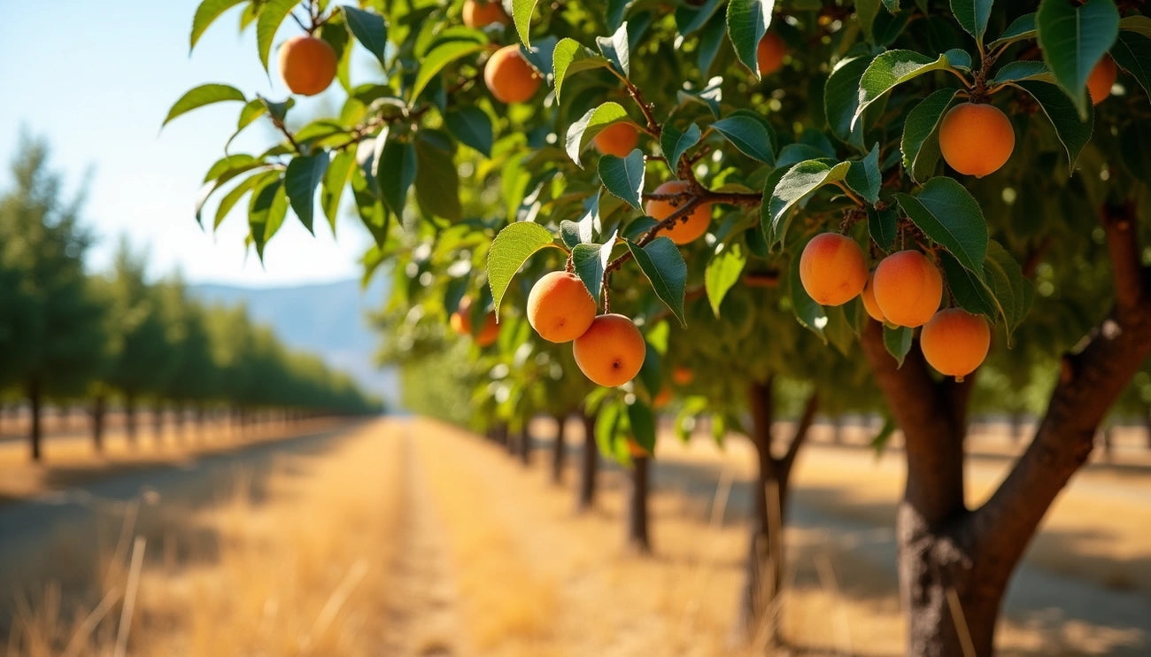 When to Prune Apricot Trees in Northern California (And What Not to Do)