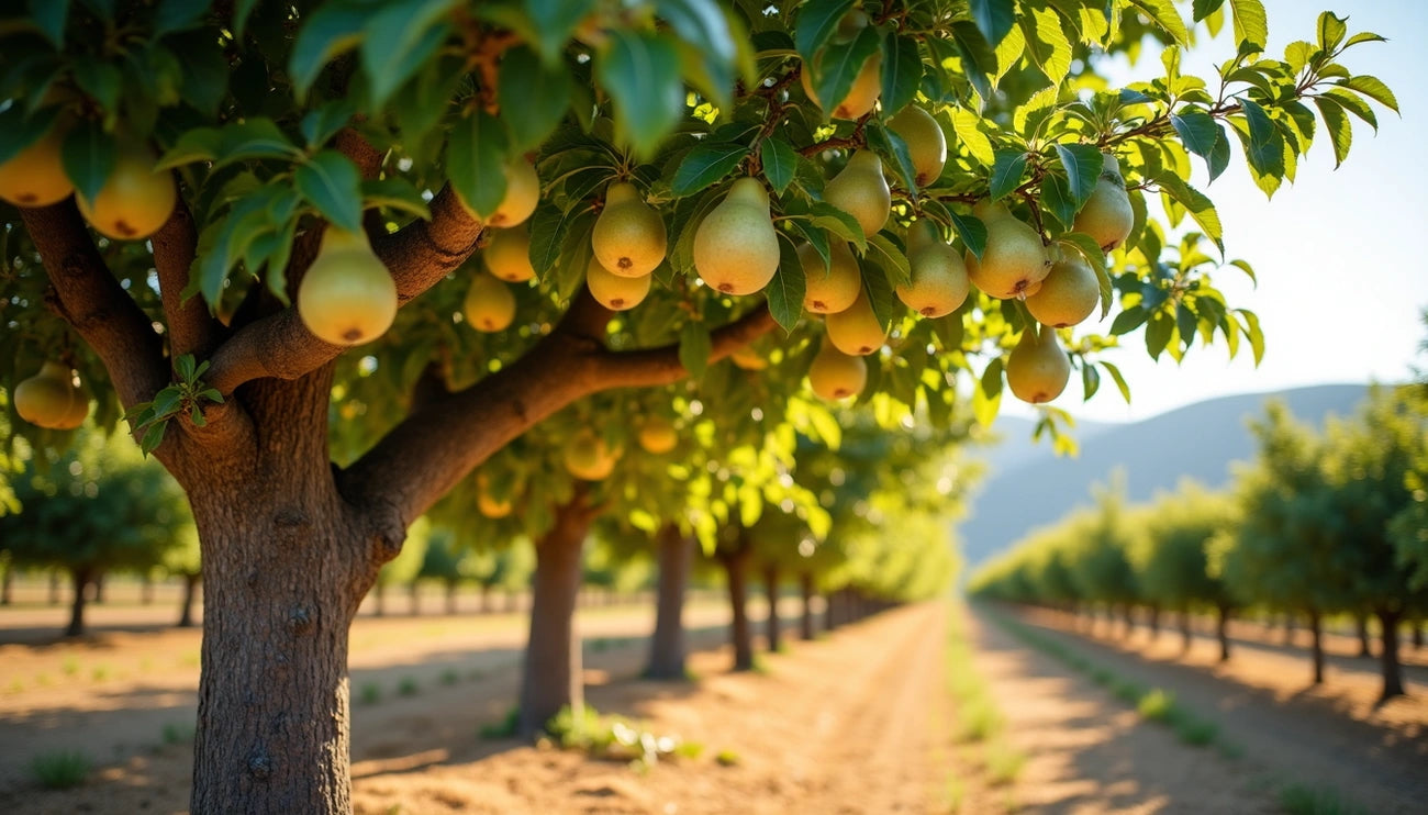 When to Prune Pear Trees in California: Secrets to Better Fruit Yields