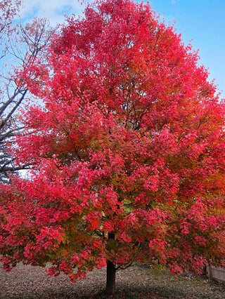 Maple Trees