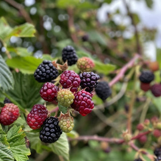 Assorted berries including blackberries and raspberries on a branch with green leaves.