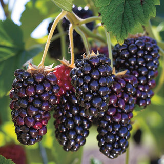 Close-up of blackberries on a branch with green leaves.