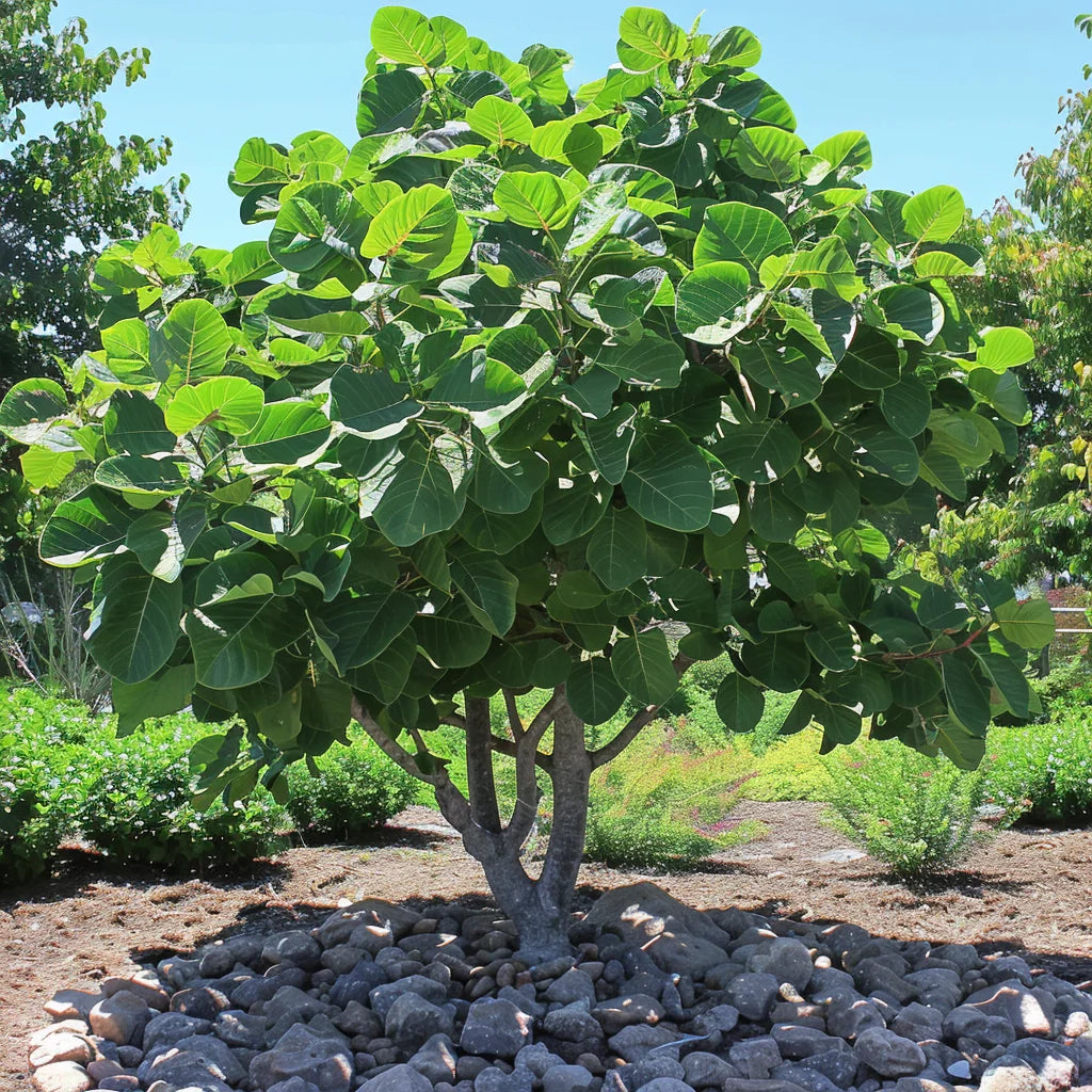 Large green tree with a clear blue sky in the background