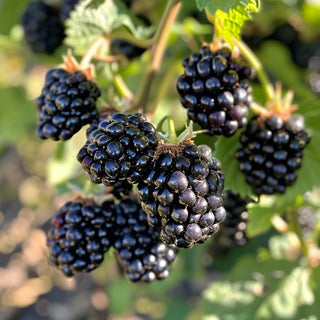Close-up of blackberries on a branch with green leaves.