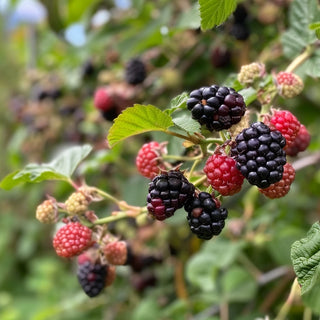 Close-up of Thornless blackberries on a bush with green leaves.
