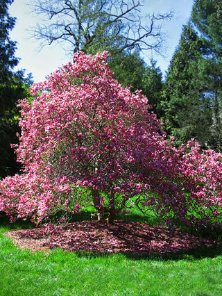 Ann Magnolia Tree