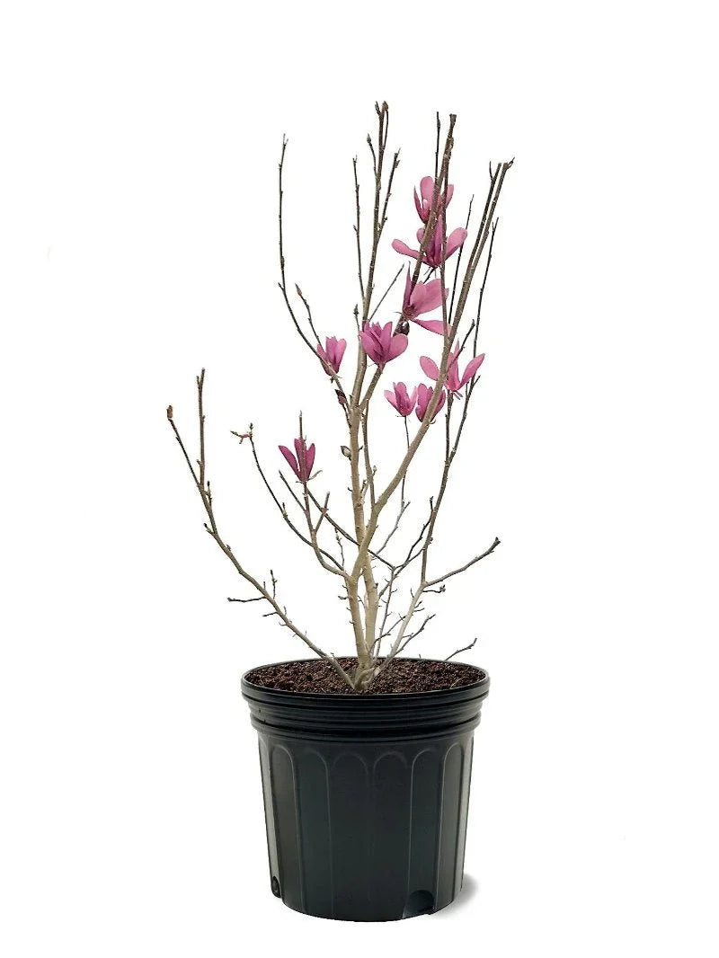Ann Magnolia Tree