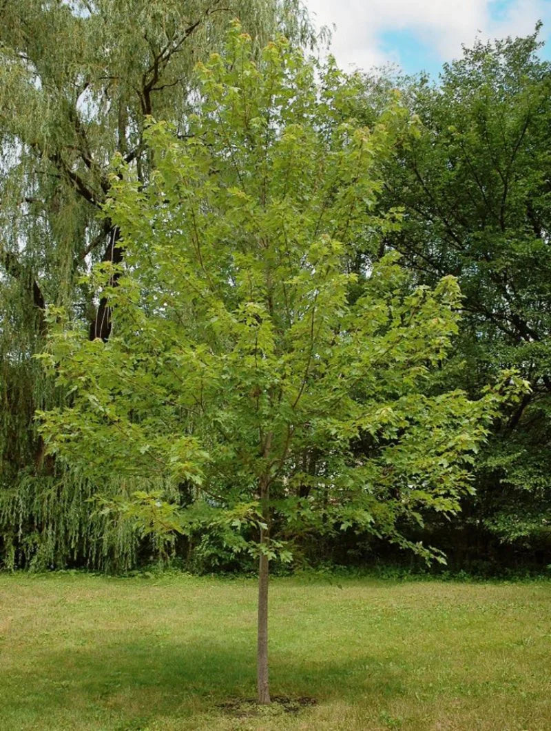 Autumn Blaze Maple Tree