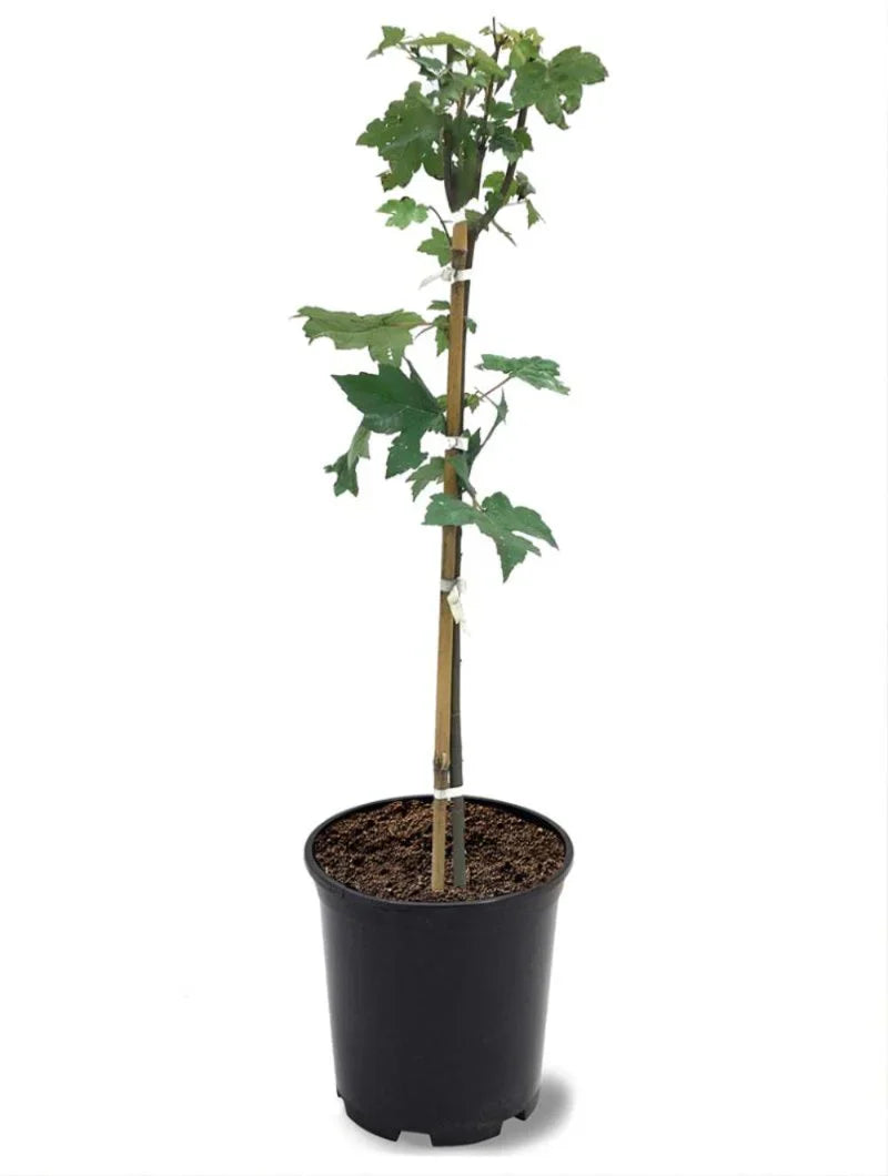 Autumn Blaze Maple Tree