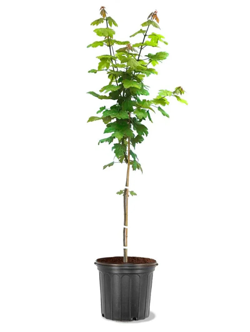 Autumn Blaze Maple Tree