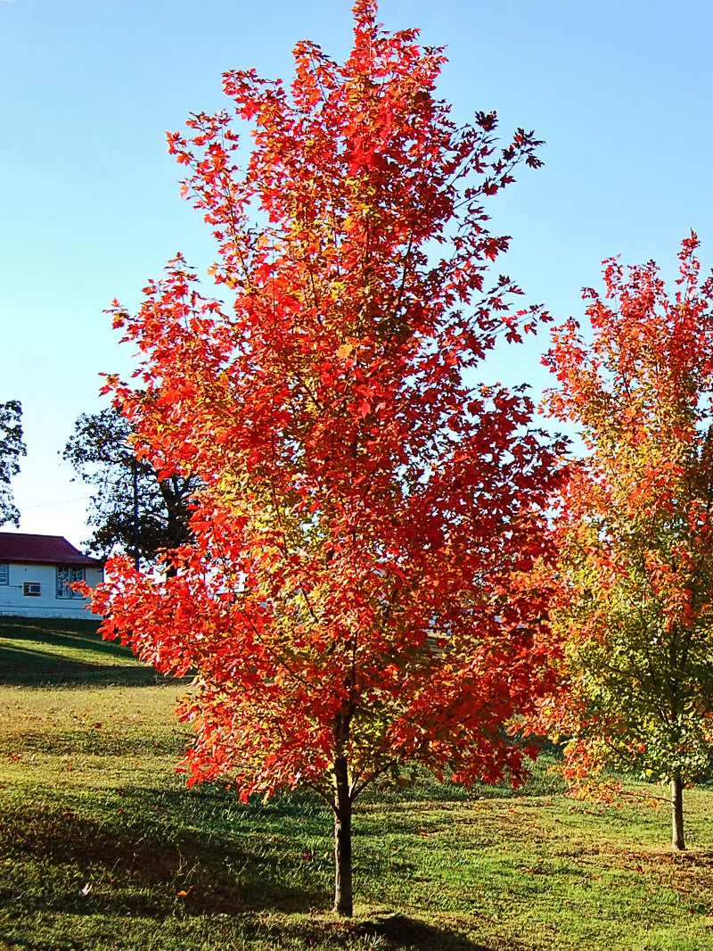 Autumn Blaze Maple Trees