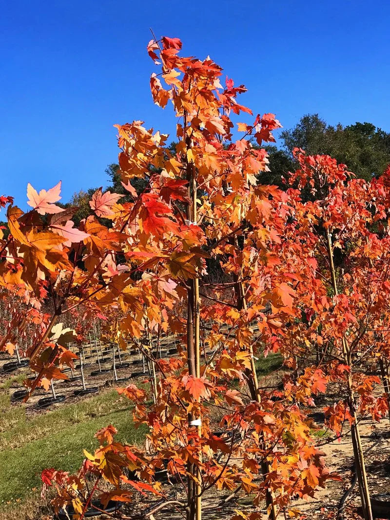 Autumn Blaze Maple Trees