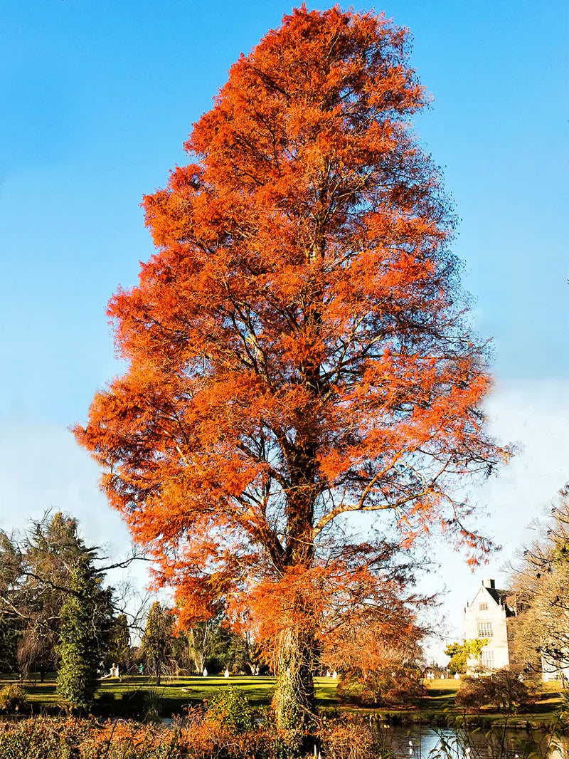 Bald Cypress Tree