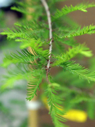 Bald Cypress Tree