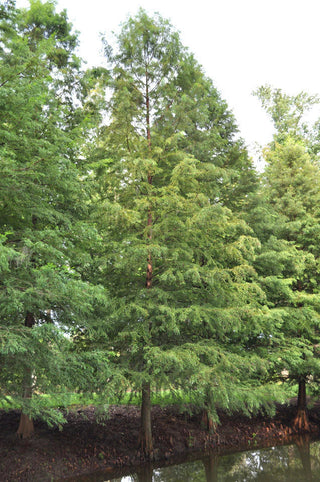 Bald Cypress Trees