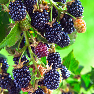 Olallie Blackberry