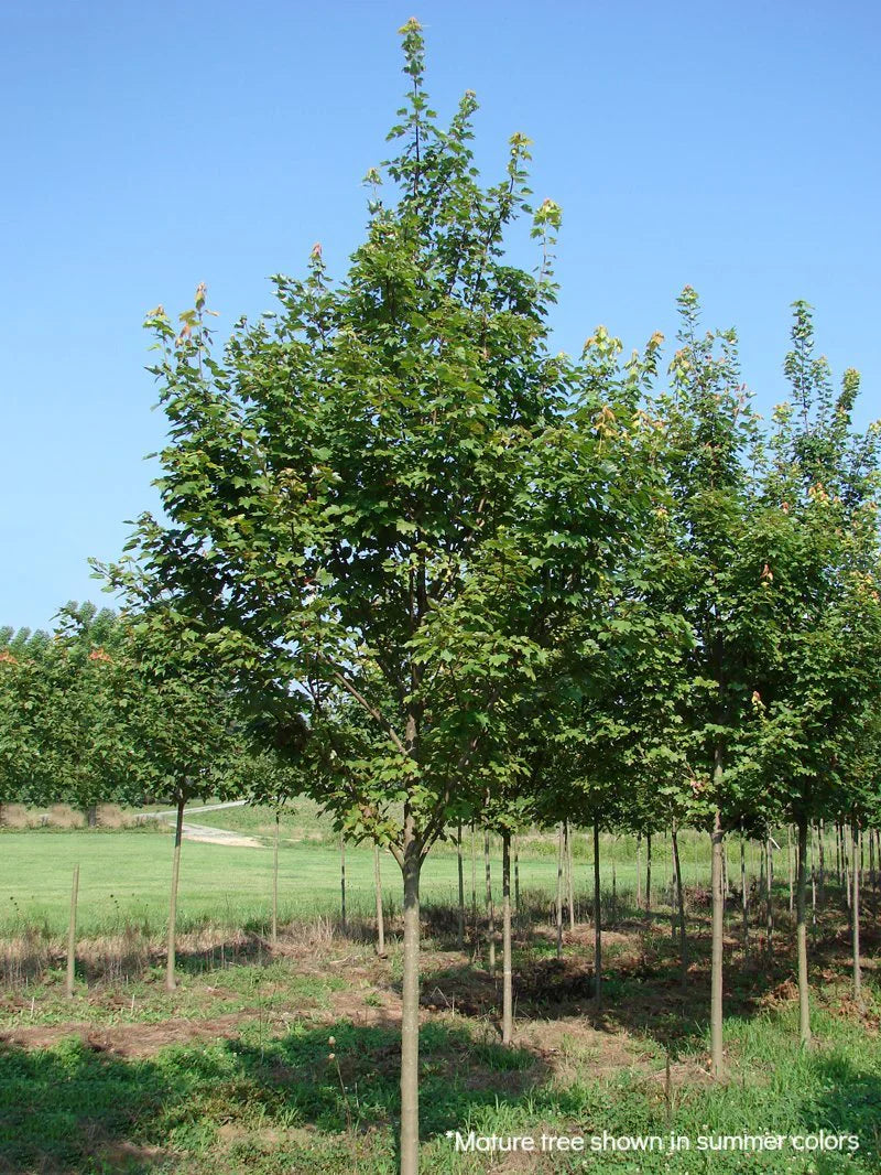 Brandywine Maple Trees