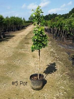 Brandywine Maple Trees