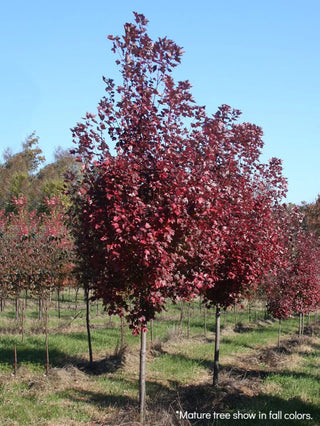 Brandywine Maple Trees 