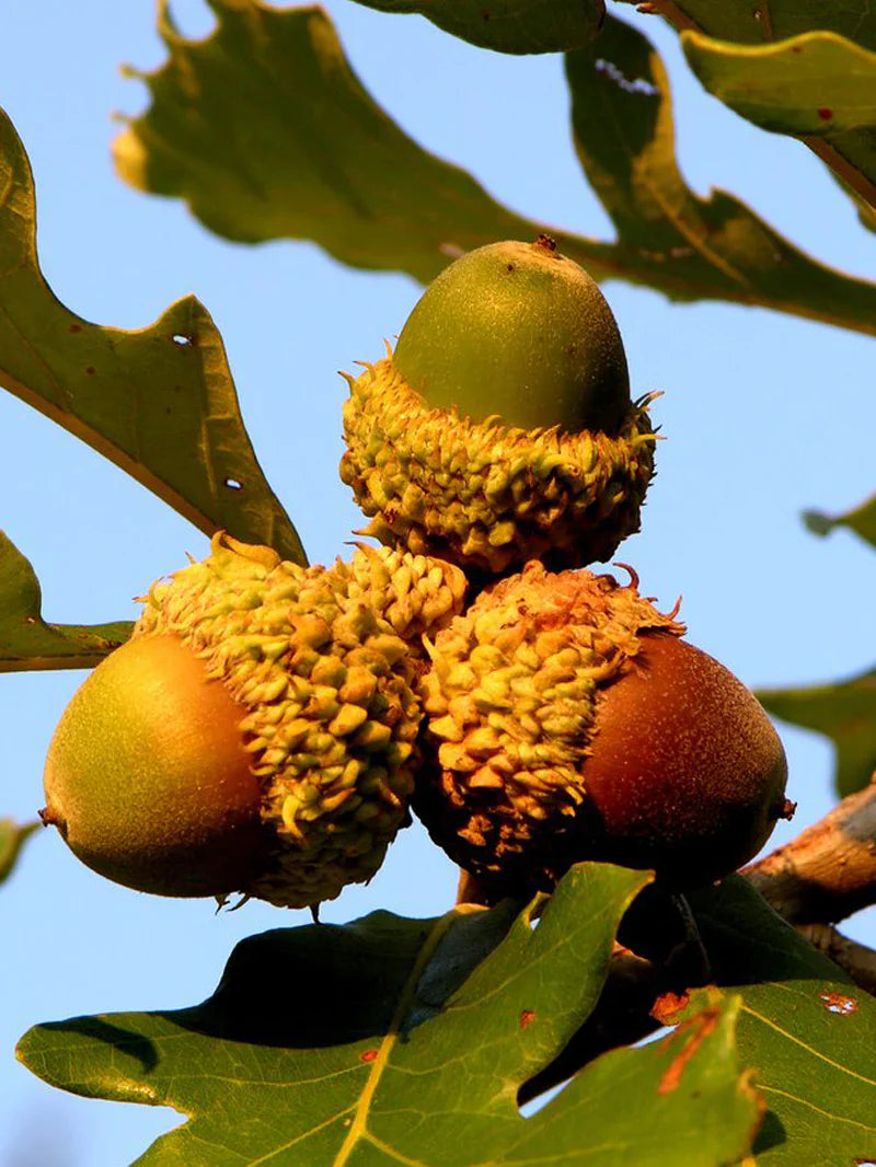 Bur Oak Tree