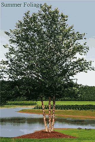 Dura Heat River Birch Trees