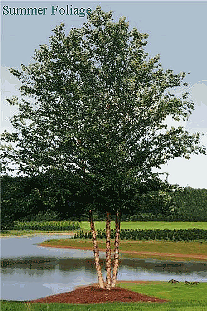 Dura Heat River Birch Trees