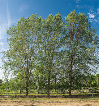 Dura Heat River Birch Trees