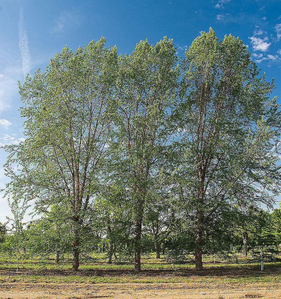 Dura Heat River Birch Trees