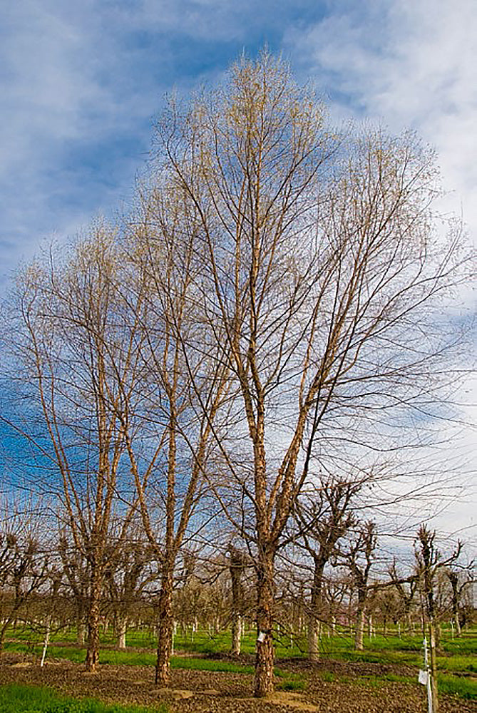Dura Heat River Birch Trees