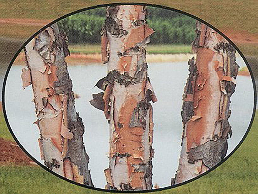 Dura Heat River Birch Trees