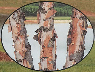 Dura Heat River Birch Trees