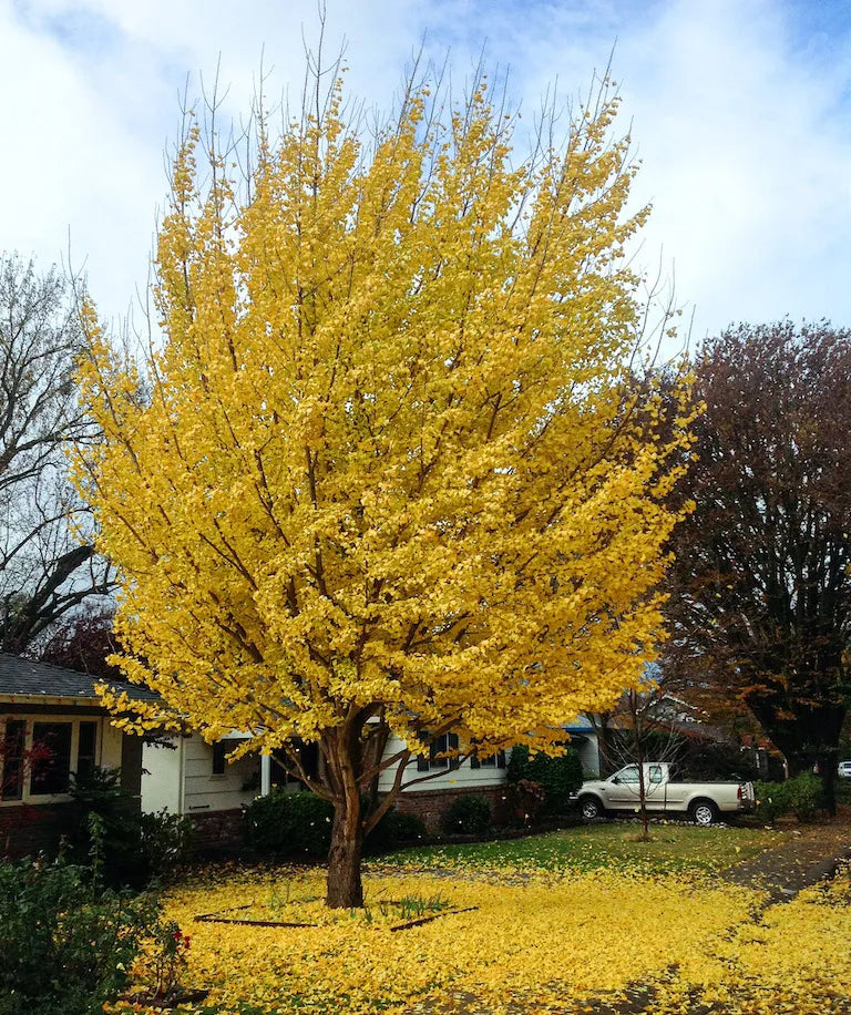 Ginkgo Biloba Maidenhair Tree