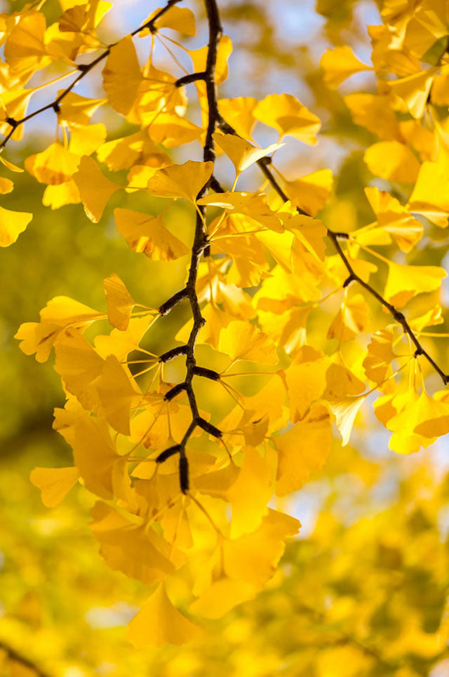 Ginkgo Biloba Maidenhair Tree